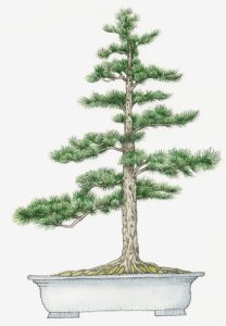 Bonsai, Peter warren, keshki, cascade, semi cascade, root over rock, slanting, forest, standard, formal, literati,