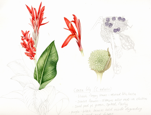 sketchbbok, sketchbook study, botanical illustration.