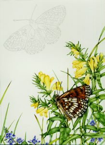 tutorial, art tutorial, entomological illustration, flower art, watercolour lesson, watercolor, natural history illustration, scientific illustration, sciart, botanical illustration, step by step, sxs, illustrating,
