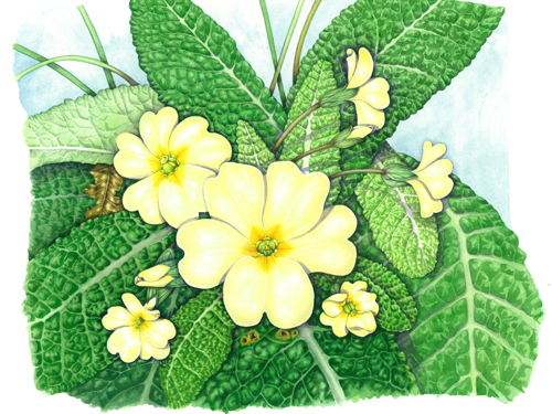 Primrose, flowers,