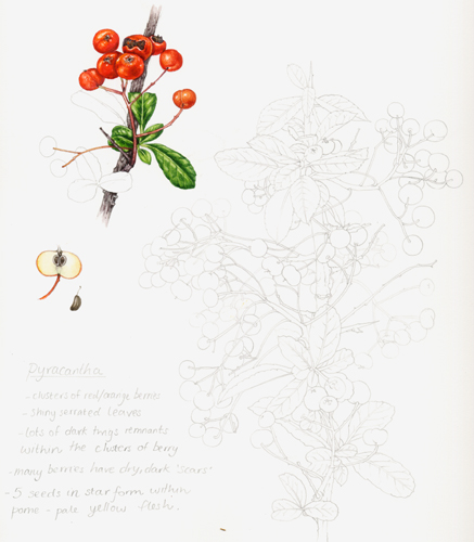 Pyracanthus, firethorn, thorn, 