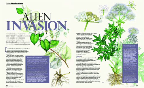invasives, published, hogween, himalyan balsam, japanese knotweed, 