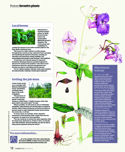 invasives, published, hogween, himalyan balsam, japanese knotweed,