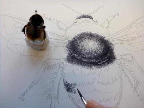 honey bee scientific drawing