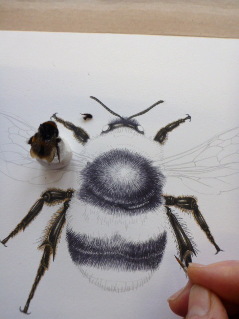 Illustrating a Bumble bee - Lizzie Harper