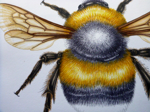 Illustrating a Bumble bee - Lizzie Harper