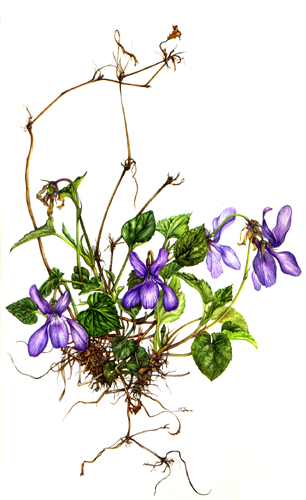 violets botanical drawing