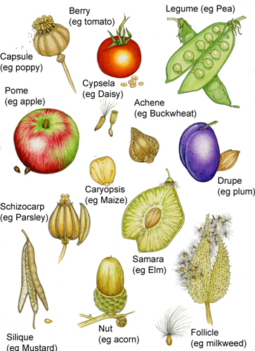 Botanical terms for fruit types - Lizzie Harper