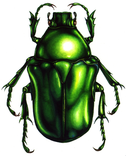 Heterorrhina elegans beetle (Portrait)