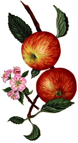 Botanical Illustration Fruit