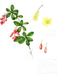 Barberry