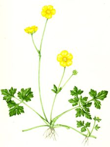 Botanical Illustration: the achene - Lizzie Harper