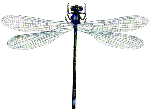 life cycle of damselfly