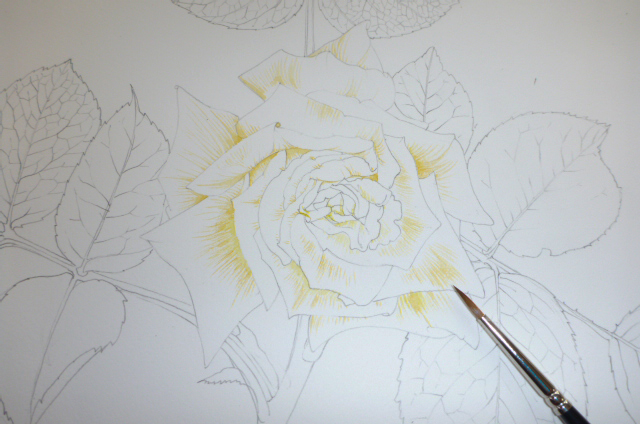 Botanical Illustration of Rose Leaves - Lizzie Harper