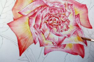 Botanical Illustration: Rose step by step - Lizzie Harper