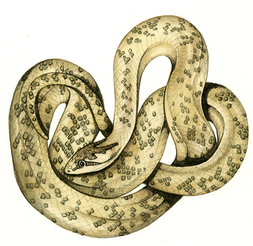 Illustrating British Snakes - Lizzie Harper