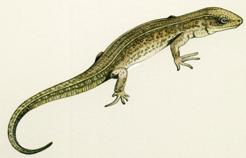 Illustrating British Lizards - Lizzie Harper