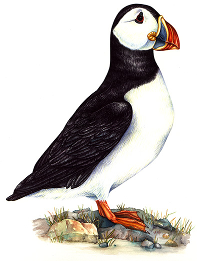 Puffin (Portrait)