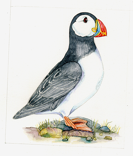 Buy Puffin Drawing Online In India  Etsy India