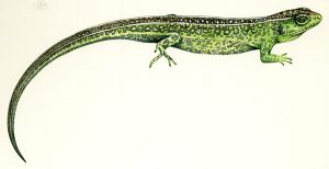 Illustrating British Lizards - Lizzie Harper