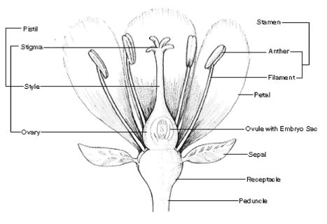 Botanical Illustration: Rosehips - Lizzie Harper