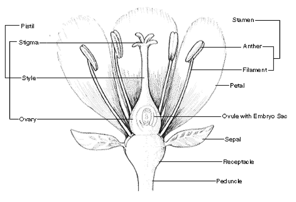 botany terms on flower cross section