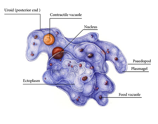 Amoeba Diagram Stock Illustrations, Royalty-Free Vector Graphics & Clip Art  - iStock