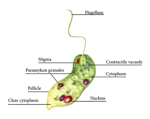 euglena pellicle