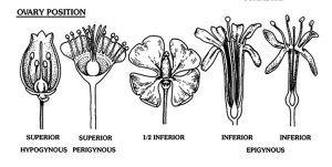 ovary