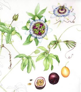 Passion Flower (Portrait)