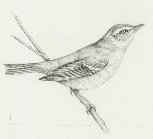 Scientific Illustration in Pencil - Lizzie Harper