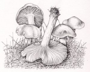 Scientific Illustration in Pencil - Lizzie Harper