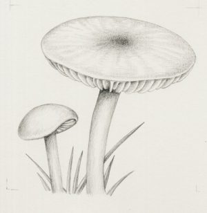 Scientific Illustration in Pencil - Lizzie Harper