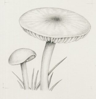 Scientific Illustration In Pencil - Lizzie Harper