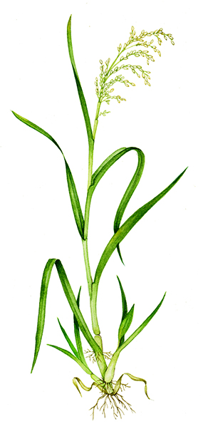 rice plant sketch