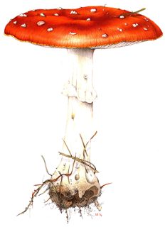 Fly agaric (Portrait)