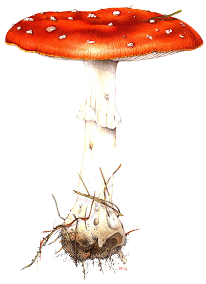 Fly agaric (Portrait)