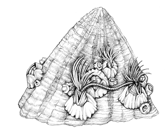 The tale of a Barnacle drawing - Lizzie Harper