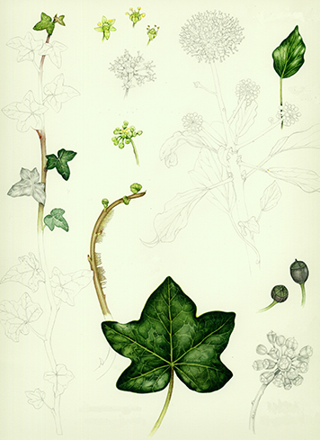 botanical study of ivy