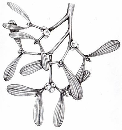 botanical illustration of misteltoe