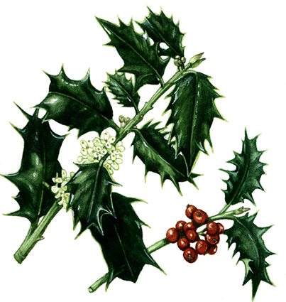 Botanical Illustrations and Christmas decorations - Lizzie Harper