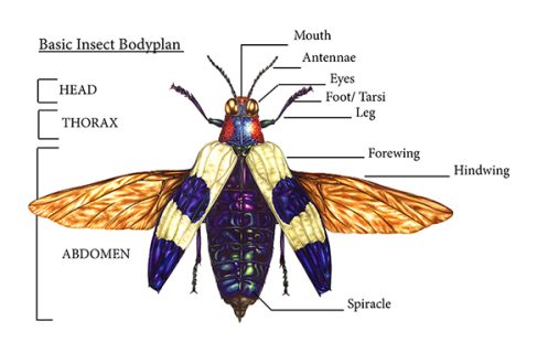 Natural History Illustration: Insect anatomy - Lizzie Harper