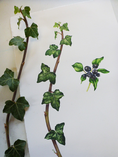 Drawing an Ivy leaf - Step by Step 