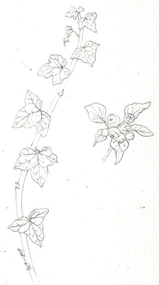 Botanical Illustration Ivy Lizzie Harper