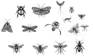 Sheet of insect drawings