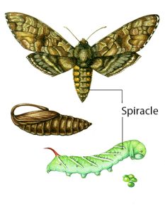 insect showing spiricles