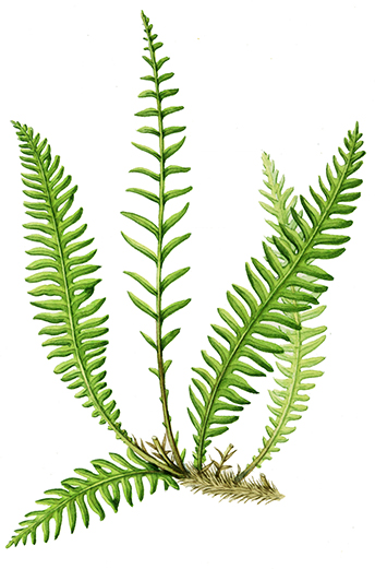 botanical illustration fern