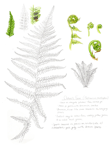 negative space ferns