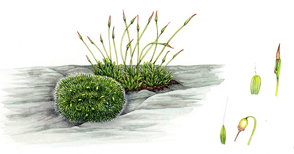 Moss Plant Labeled