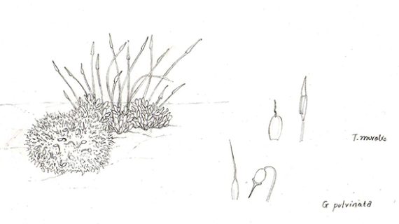 Botanical illustration: Mosses - Lizzie Harper